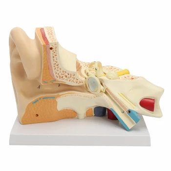 5 Krát Životnej Veľkosti Ľudské Ucho Anatómie Anatomický Model Kostry Človeka Orgán, Zdravotnícky Spotrebný Materiál Na Vyučovanie Odborných Zdravotníckych Nástroj